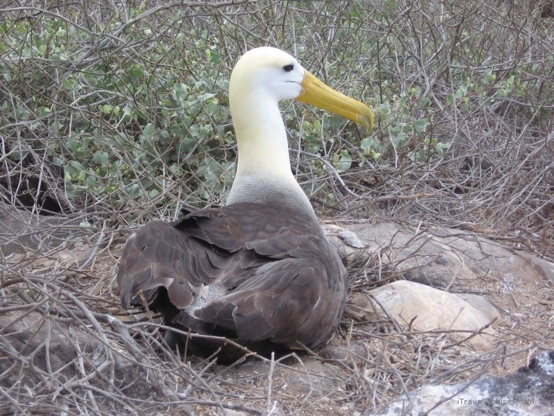 Albatross Waved bird